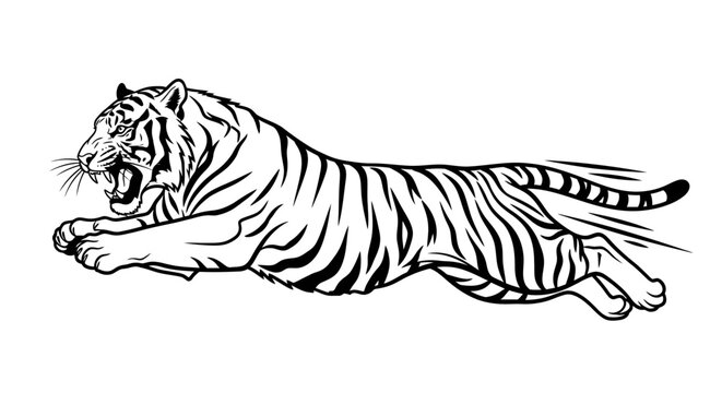 Aggressive running tiger black and white vector illustration