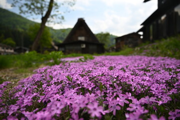 白川郷の合掌造り家屋と花咲く小径の美しい風景 / Gassho‑zukuri house with blooming flower path in Shirakawa‑go  © 拓也 山並