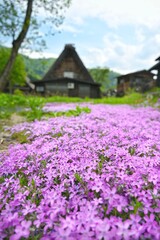 白川郷の合掌造り家屋と花咲く小径の美しい風景 / Gassho‑zukuri house with blooming flower path in Shirakawa‑go  © 拓也 山並