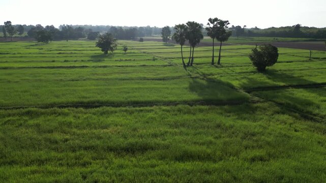 The rice-growing landscapes of northeastern Thailand are uniquely characterized by vast open field scattered with large trees. These areas serve as one of the country's most important rice-producing.