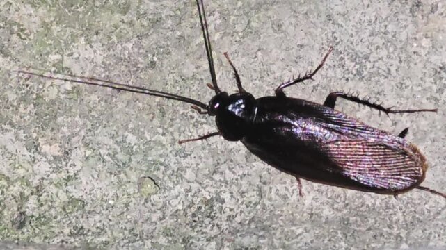 
A cockroach (Blatta orientalis) scavenging for food at night near garbage#004

야간에 쓰레기 주변에서 활동하는 검정바퀴벌레의 모습
#004


