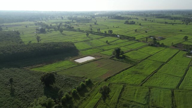 The rice-growing landscapes of northeastern Thailand are uniquely characterized by vast open field scattered with large trees. These areas serve as one of the country's most important rice-producing.