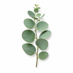 Fototapeta premium Fresh green eucalyptus branch with smooth rounded leaves arranged elegantly on a clean white background, showcasing the natural beauty and texture of the foliage.