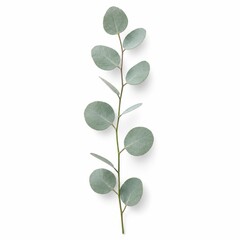 Obraz premium Elegant Eucalyptus Stem with Soft Green Leaves on a Light Background Ideal for Nature, Wellness, and Minimalist Designs in Various Creative Projects