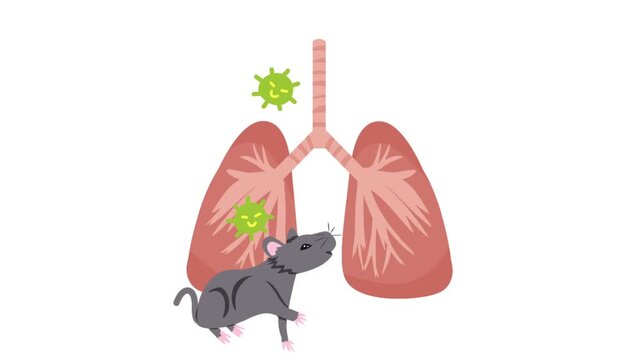 Hantavirus Rat Spreading Disease