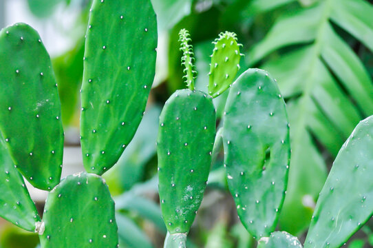 Opuntia cochenillifera, Opuntia or cactus or succulent plant