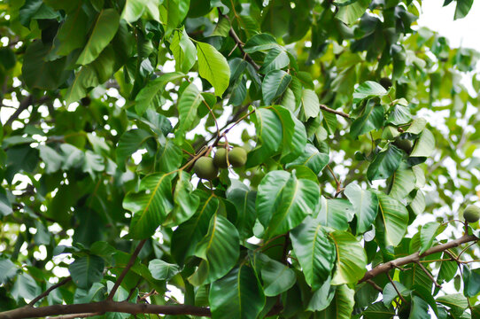 santol tree and santol fruit or Sandoricum koetjape , MELIACEAE or Santol or Sentul or Red Sentol or Yellow Sentol