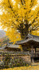 Fototapeta premium 수백 년 된 거대한 은행나무에서 쏟아지는 노란 잎들이 고풍스러운 한국 전통 기와 담장과 어우러진 밀양의 가을 정취