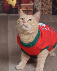 Naklejka premium Cat in Sweater for Christmas