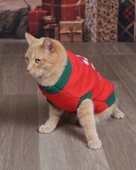 Naklejka premium Cat posing in Christmas Sweater