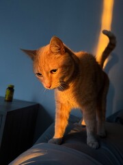 Orange Tabby Cat in Glowing sunshine © spencer