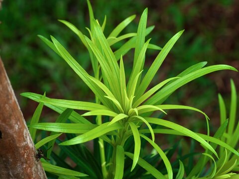 Podocarpus plant showing new bright green foliage growing in tropical garden