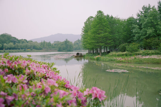 Spring Flowers by Yanque Lake in Zhongshan Scenic Area, Nanjing