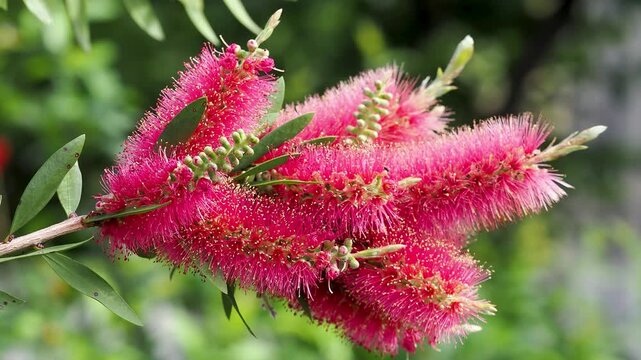 ブラシノキに咲いた花