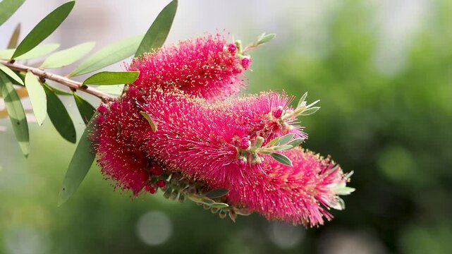 ブラシノキに咲いた花