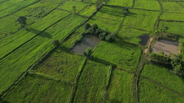 An aerial drone shot captures a vibrant patchwork of lush green rice paddies and agricultural fields.Landscape show different pattern at morning in the northeastern Thailand.