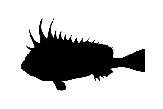 Devil Stinger Silhouette Illustration Dangerous Marine Fish