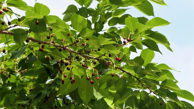 種子を付けた桜の木
