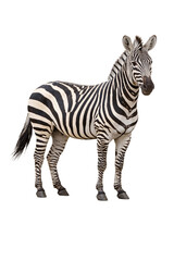 Obraz premium Zebra standing against black png transparent isolated