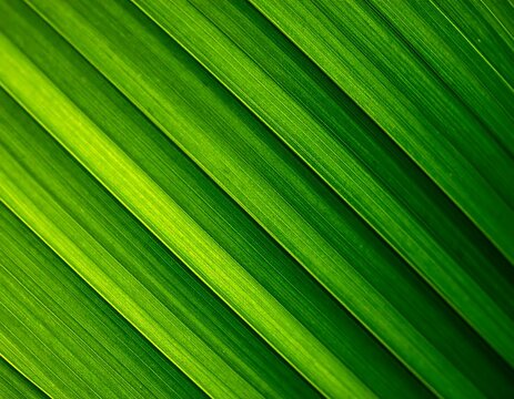 Close up of vibrant green palm leaf texture with linear patterns