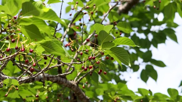 種子を付けた桜の木