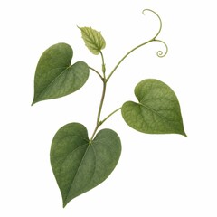 Fototapeta premium Green heart-shaped leaves with a curling tendril on a slender vine, showcasing intricate details and rich textures for botanical enthusiasts and nature lovers