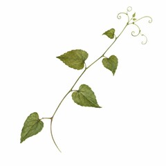 Fototapeta premium Elegant Green Vining Plant with Curled Tendrils and Heart-Shaped Leaves on a White Background for Natural and Botanical Imagery
