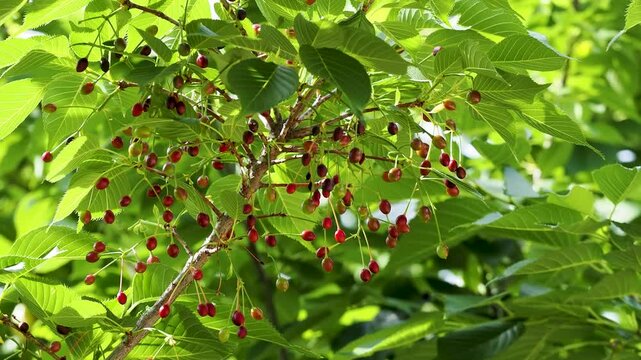 種子を付けた桜の木