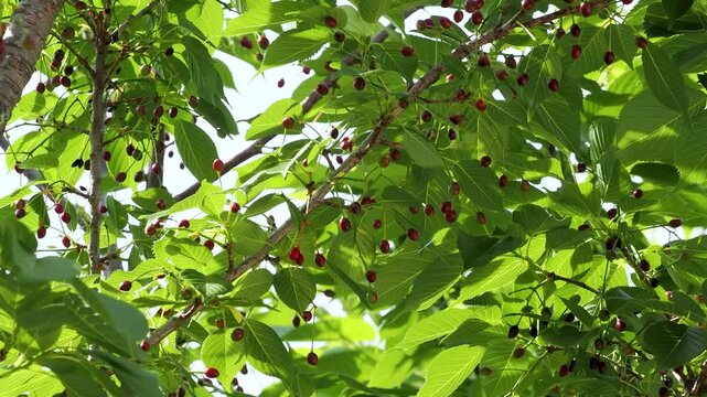 種子を付けた桜の木