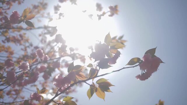 Gentle breeze rustles delicate pink cherry blossoms against a bright sky