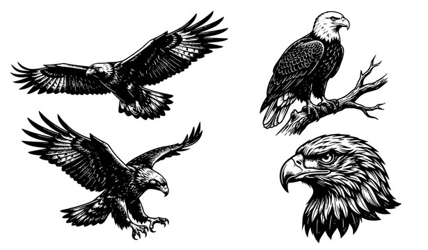 Black and white eagle species vector illustration set