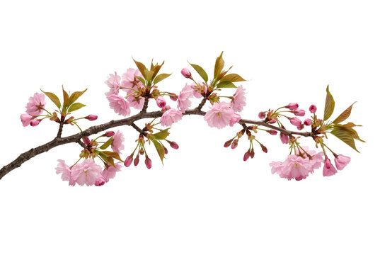 Blooming pink cherry blossom sakura tree branch
