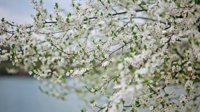 Close up cinematic shot of white cherry blossoms blooming on thin tree branches near a calm lake