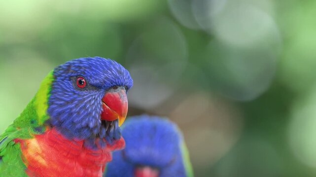 Close-up of Vibrant Rainbow Lorikeets in the Australian Tropical Wild