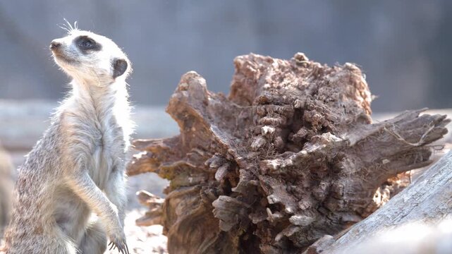 Meerkat Investigating a Hollow Log at Australia Zoo
