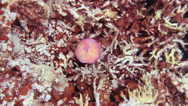 Vibrant Pink Fungia Mushroom Coral on a Palau Reef Floor