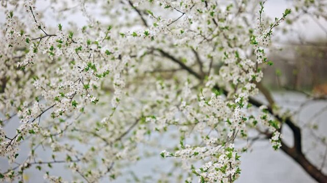 Close up cinematic shot of white cherry blossoms blooming on thin tree branches near a calm lake