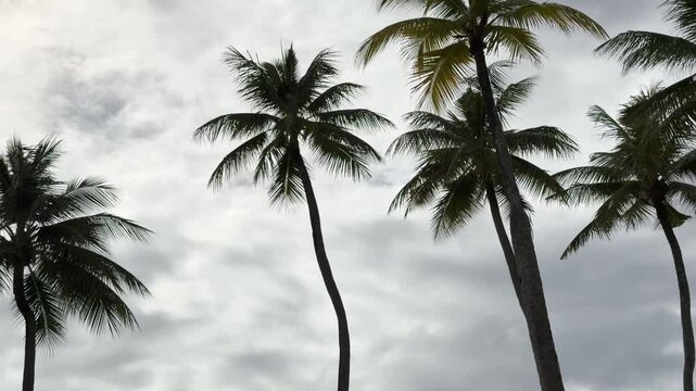 Tall Coconut Palm Trees Swaying Under Overcast Sky in Palau