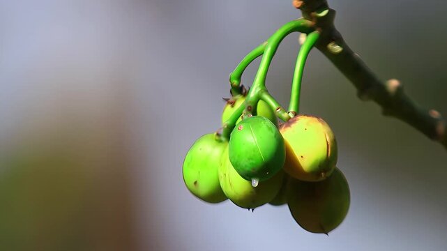Green castor bean fruits (Ricinus communis) hanging from branches, showing clustered seed pods and fresh tropical plant growth in natural environment