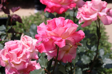 Obraz premium 東京散歩 旧古河庭園の薔薇