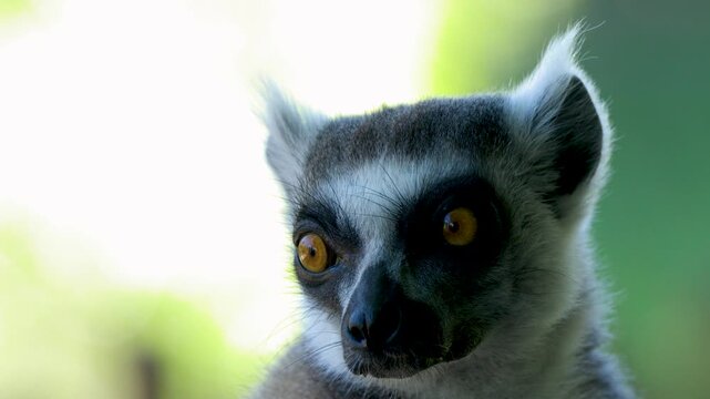 Close Up Portrait of a Ring-Tailed Lemur Looking at Camera
