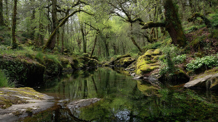 Fototapeta premium frog in the pond