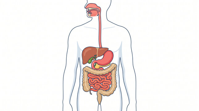 Human Digestive System Anatomy Vector Illustration