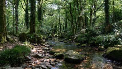 Fototapeta premium stream in the forest