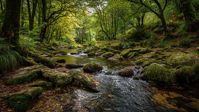 stream in the forest