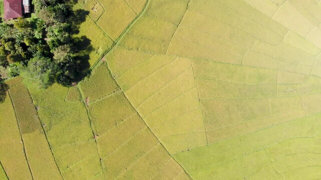 Aerial top view of the famous spider web rice paddies near Ruteng on Flores Island, Indonesia, showcasing geometric agricultural patterns in vibrant green and golden tones.