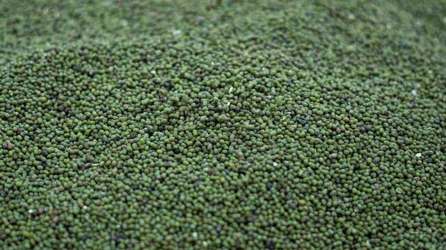 Close up look of healthy whole green gram seeds full of proteins and nutrients.  Fresh organic green moong dal pulses pile showing rich natural grain texture.