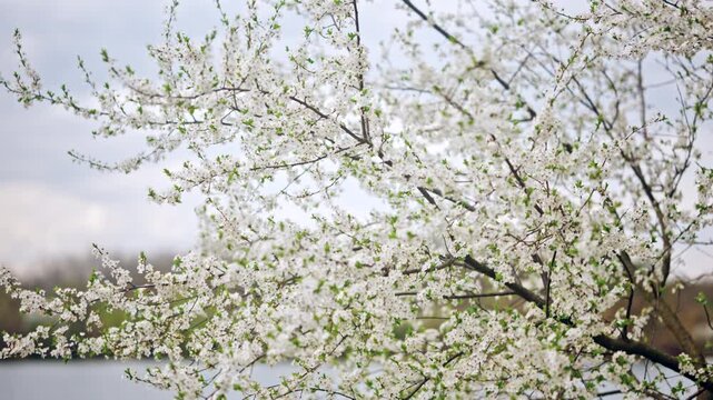 Close up cinematic shot of white cherry blossoms blooming on thin tree branches near a calm lake