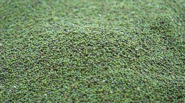 Indian Moong Dal Beans Texture Close Up for Organic Food Background Video. Green Pulse Grain Texture Background with Organic Indian Lentils Macro Close Up.Organic Mung Bean Seeds Full Frame Macro.