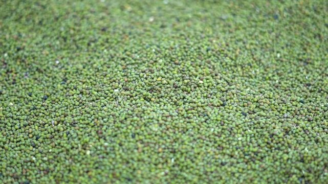 Close Up of Green Mung Beans Texture Background in Indian Food Market. Macro Shot of Organic Green Gram Pulses for Healthy Food and Agriculture Concept. 